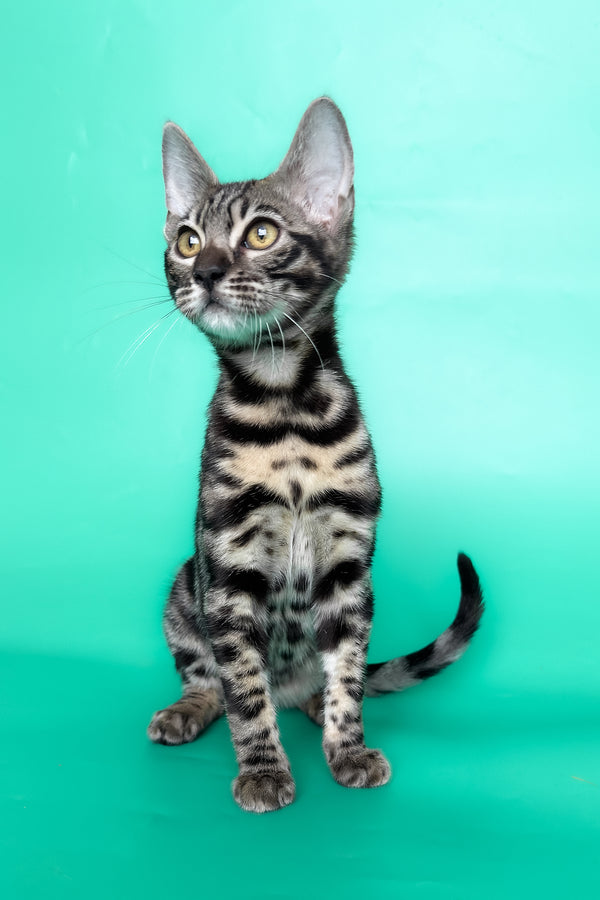 Gina | Bengal Kitten