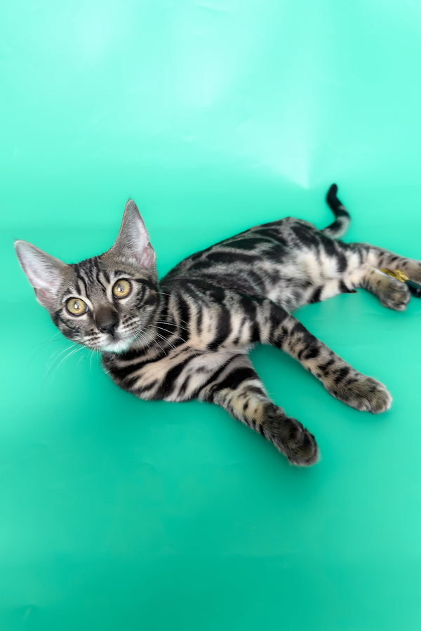 Gina | Bengal Kitten