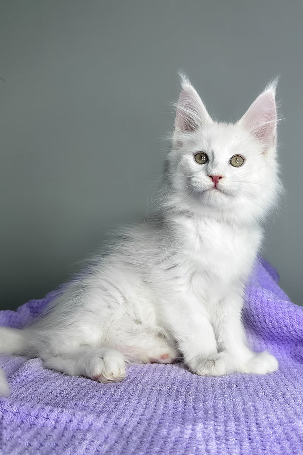 Giuseppe | Maine Coon Kitten