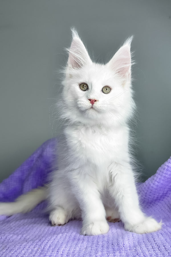 Giuseppe | Maine Coon Kitten