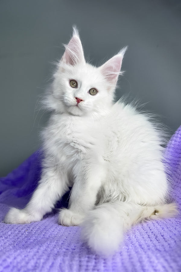 Giuseppe | Maine Coon Kitten