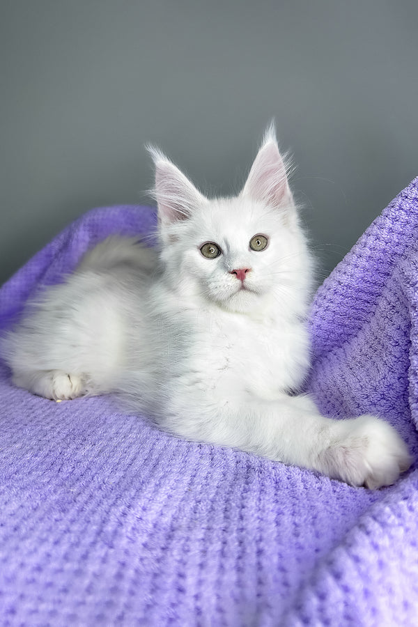Giuseppe | Maine Coon Kitten