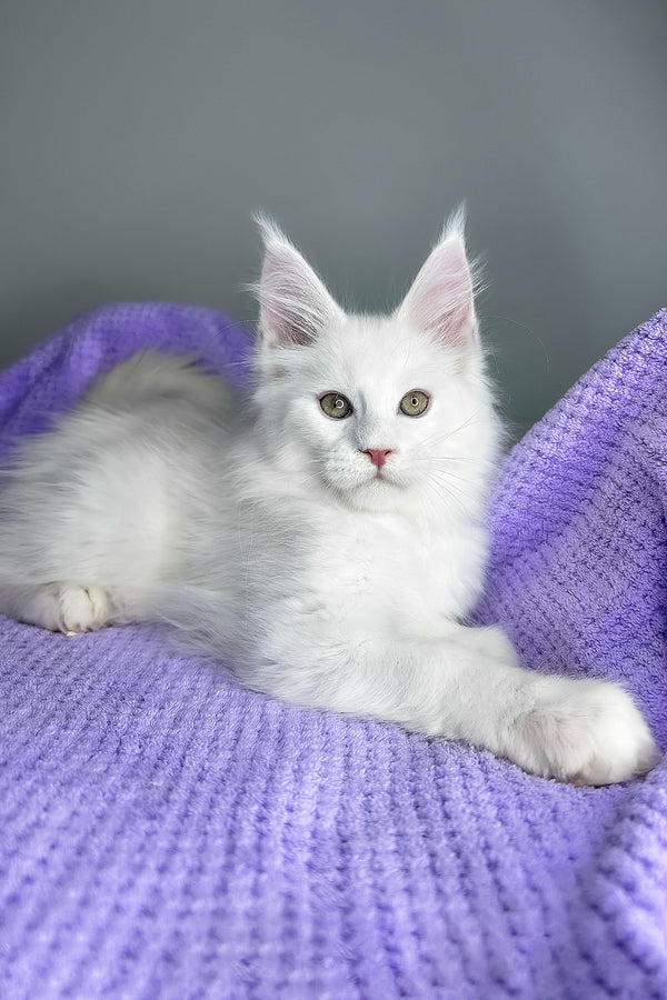 Giuseppe | Maine Coon Kitten