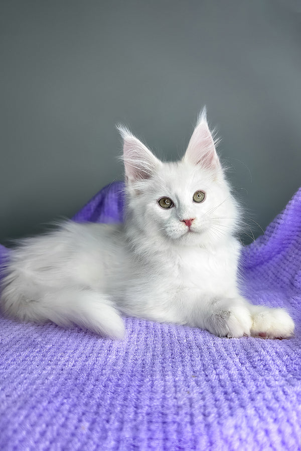 Giuseppe | Maine Coon Kitten