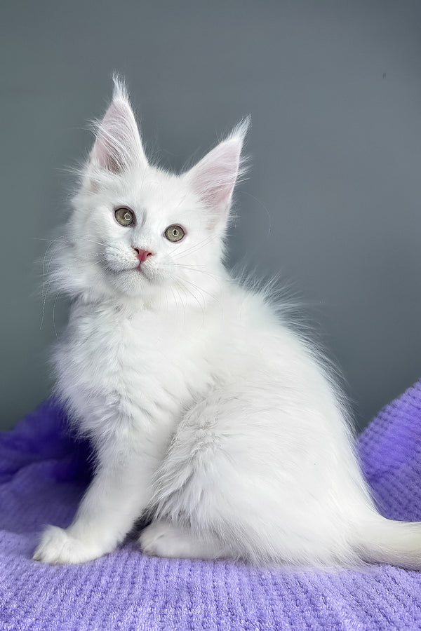 Giuseppe | Maine Coon Kitten