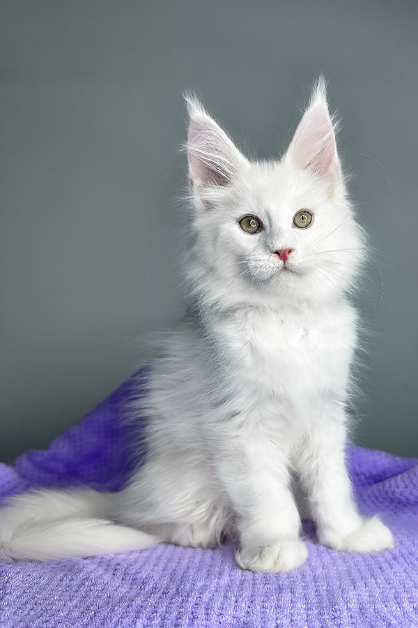Giuseppe | Maine Coon Kitten