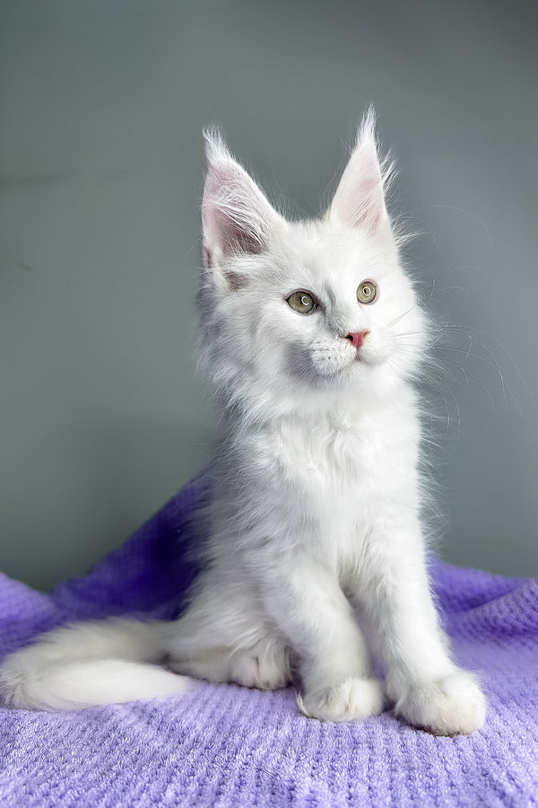 Giuseppe | Maine Coon Kitten
