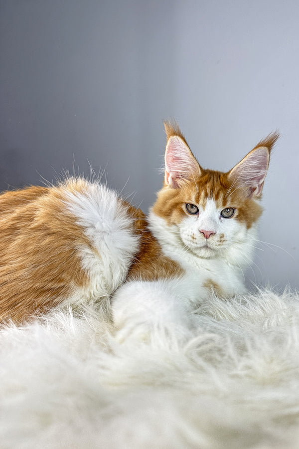 Gladiator | Maine Coon Kitten