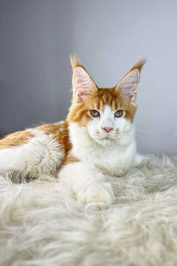 Gladiator | Maine Coon Kitten