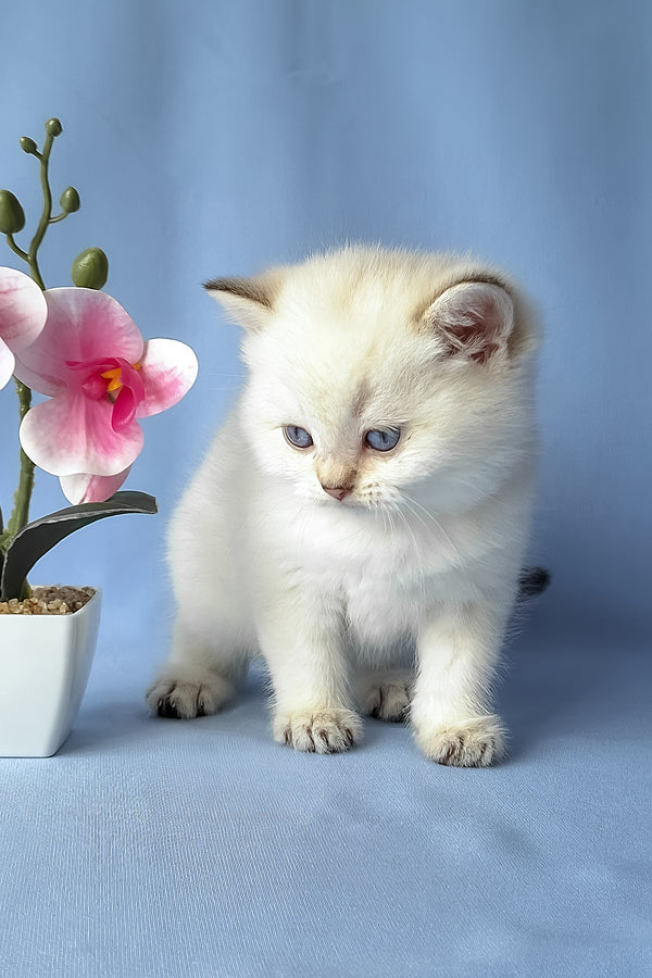 Gladys | Scottish Straight Kitten