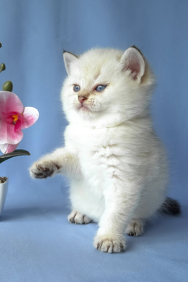 Gladys | Scottish Straight Kitten