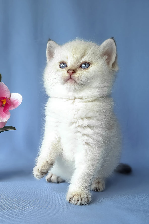 Gladys | Scottish Straight Kitten