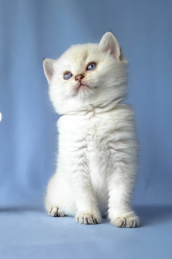 Gladys | Scottish Straight Kitten