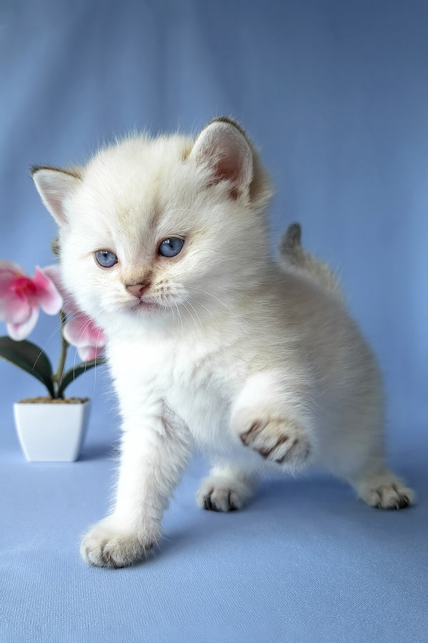 Gladys | Scottish Straight Kitten