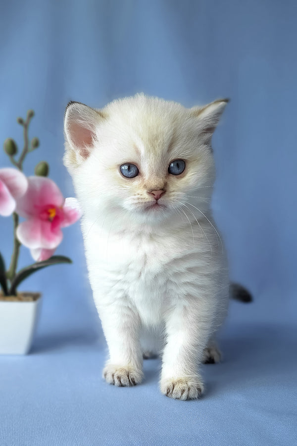 Gladys | Scottish Straight Kitten