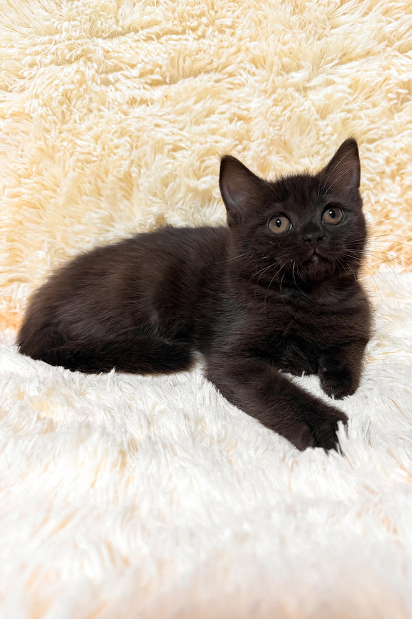 Gloria | Scottish Straight Kitten