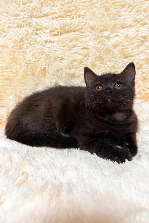 Gloria | Scottish Straight Kitten