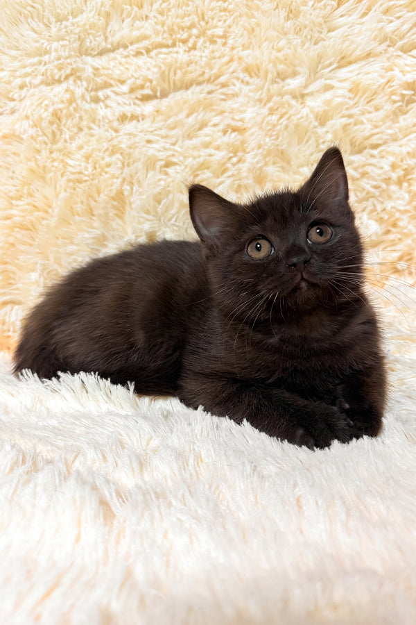 Gloria | Scottish Straight Kitten
