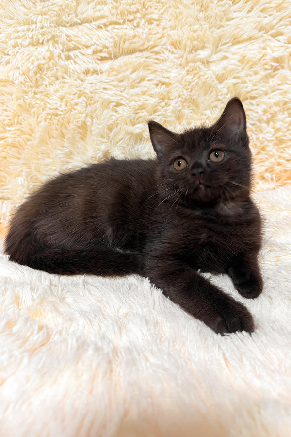 Gloria | Scottish Straight Kitten