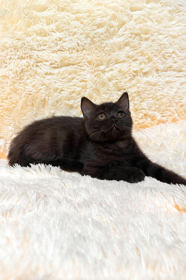 Gloria | Scottish Straight Kitten