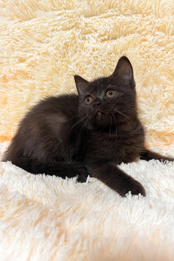 Gloria | Scottish Straight Kitten