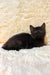 Gloria | Scottish Straight Kitten