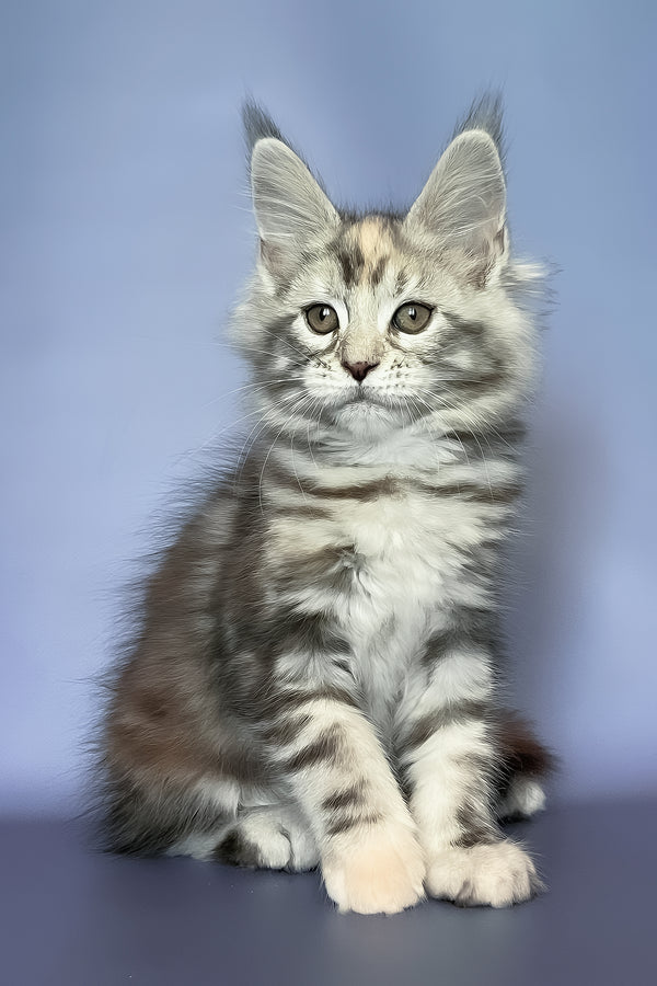 Gloria | Maine Coon Kitten