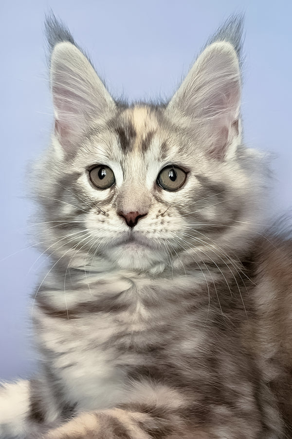 Gloria | Maine Coon Kitten