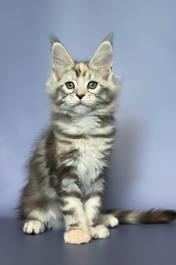 Gloria | Maine Coon Kitten