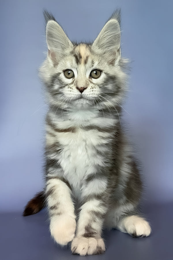 Gloria | Maine Coon Kitten