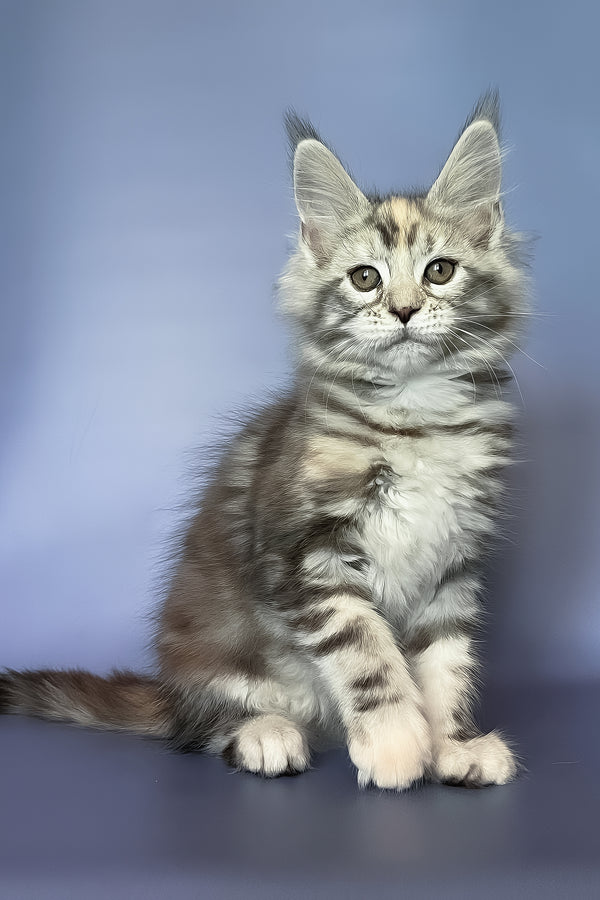 Gloria | Maine Coon Kitten