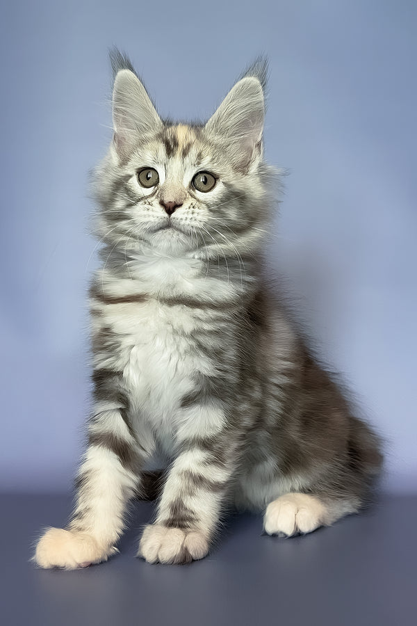 Gloria | Maine Coon Kitten
