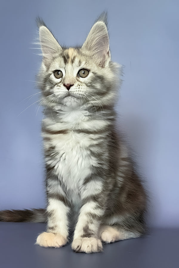 Gloria | Maine Coon Kitten