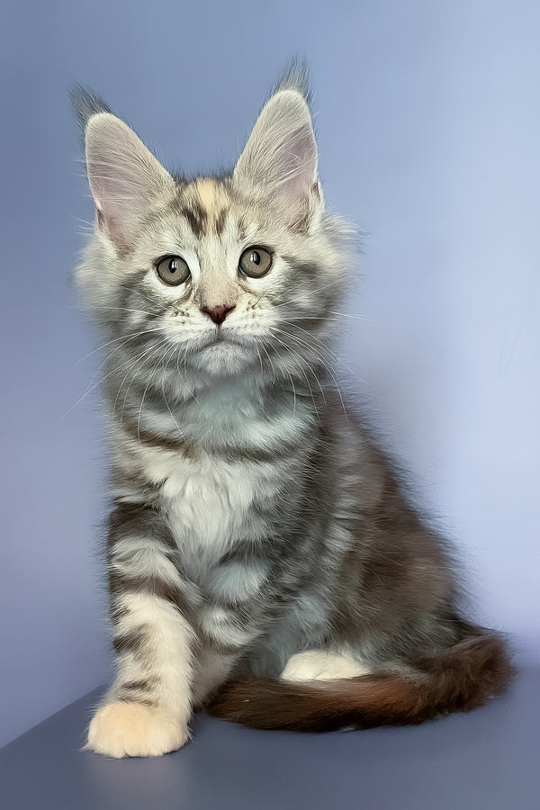 Gloria | Maine Coon Kitten