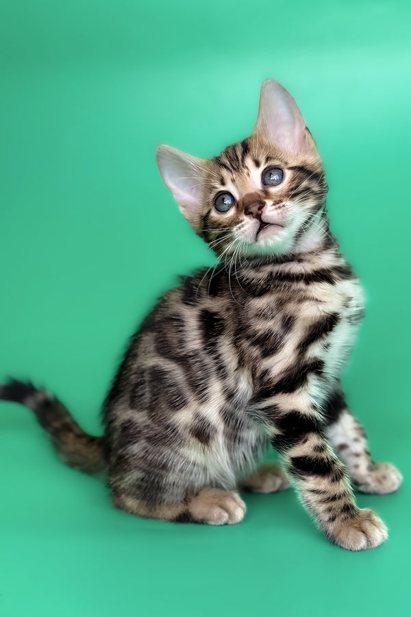 Gold | Bengal Kitten