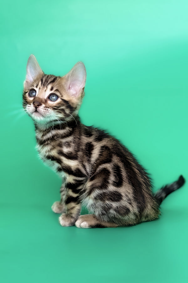 Gold | Bengal Kitten