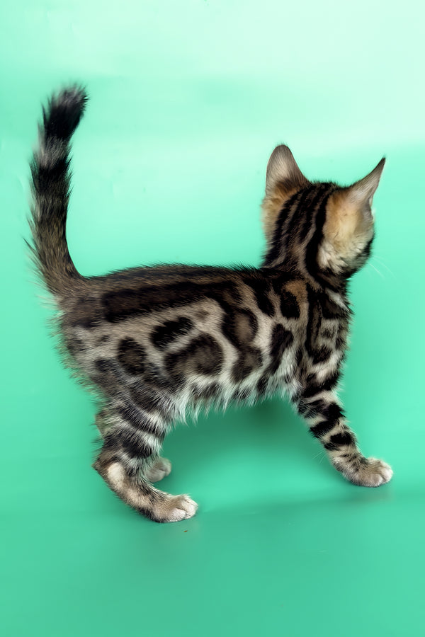 Gold | Bengal Kitten