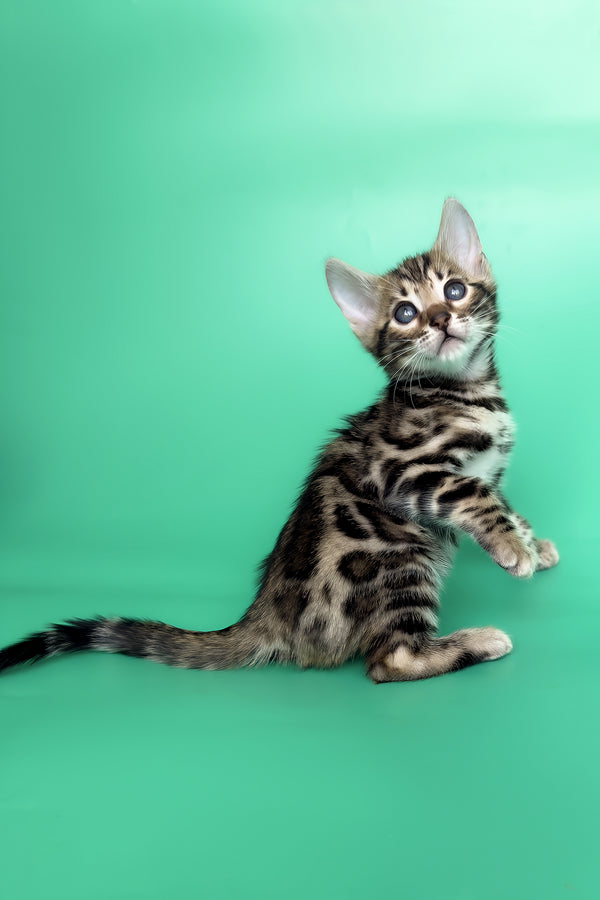 Gold | Bengal Kitten