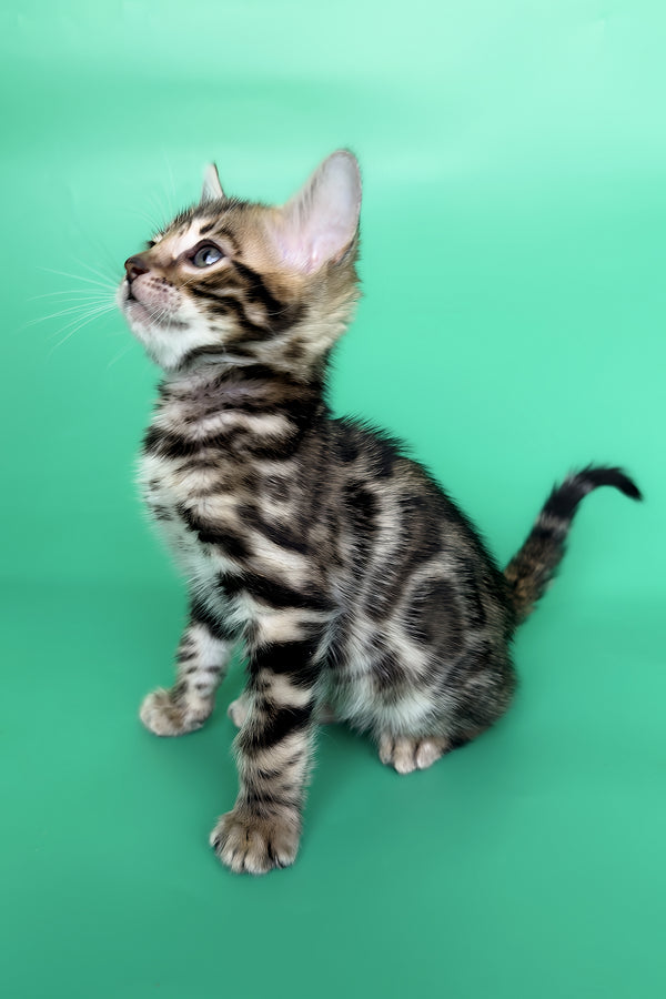 Gold | Bengal Kitten