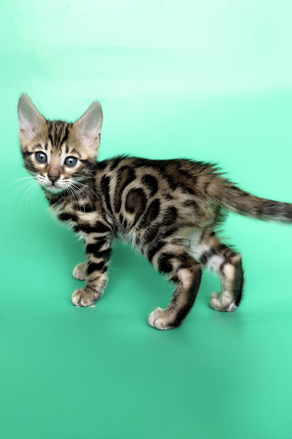 Gold | Bengal Kitten