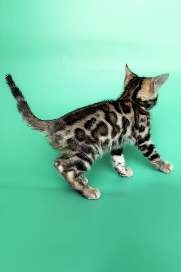 Gold | Bengal Kitten