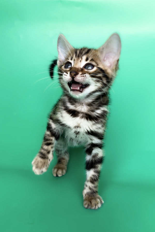 Gold | Bengal Kitten