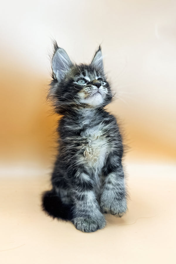 Golday | Polydactyl Maine Coon