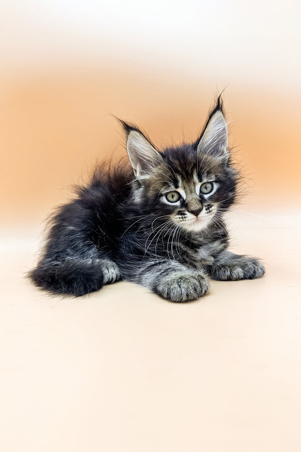 Golday | Polydactyl Maine Coon