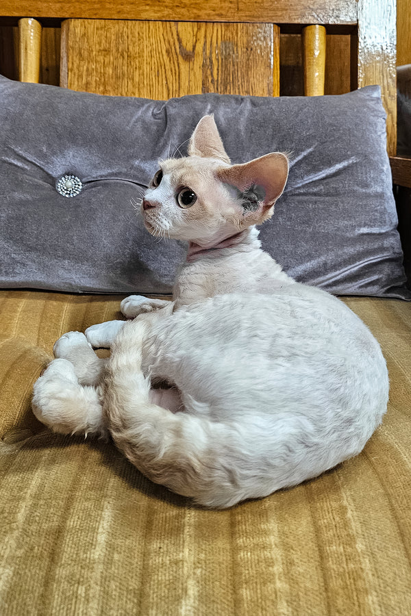 Golden | Devon Rex Kitten