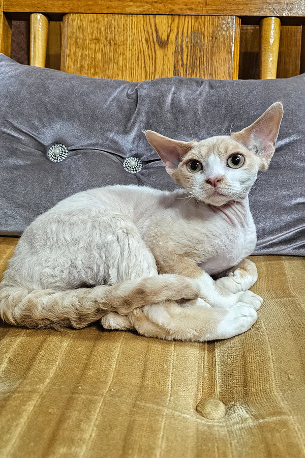 Adopt Golden the Charming Cream Spotted Tabby Bicolor Devon Rex Kitten