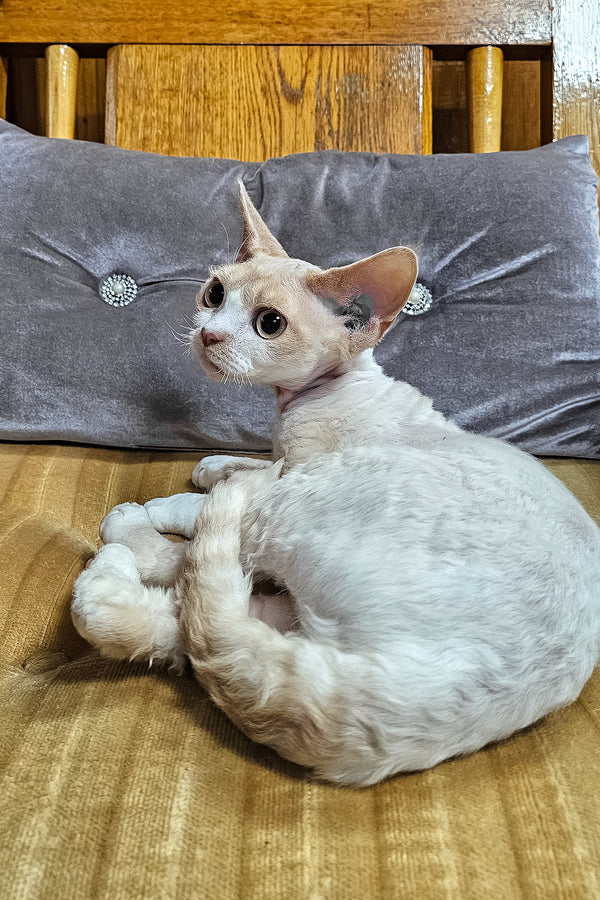 Golden | Devon Rex Kitten
