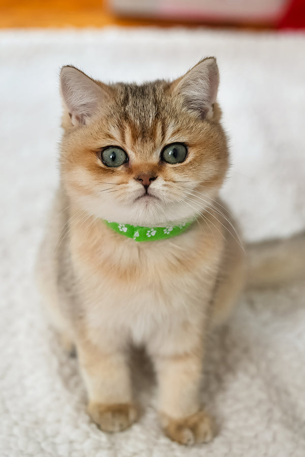 Goldie | British Shorthair Kitten