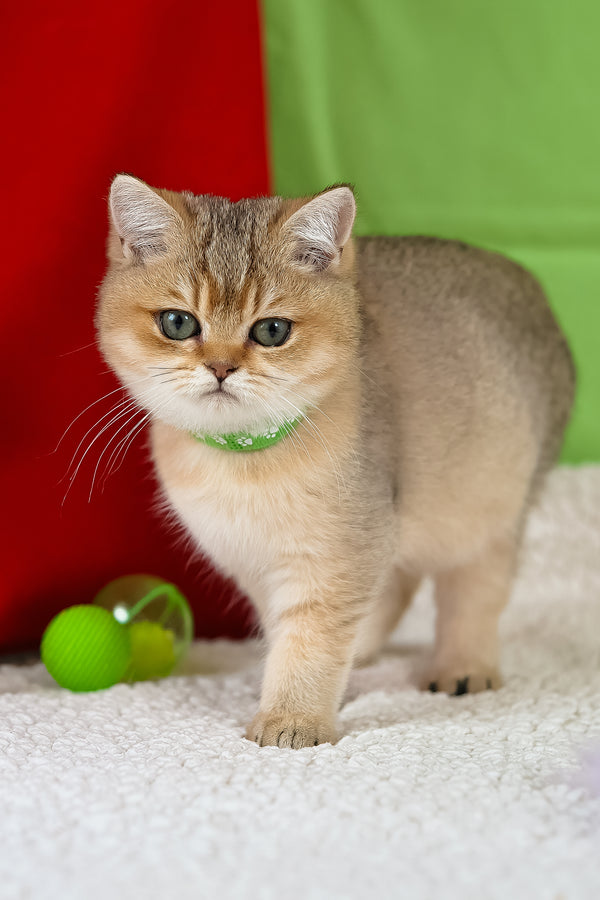 Goldie | British Shorthair Kitten
