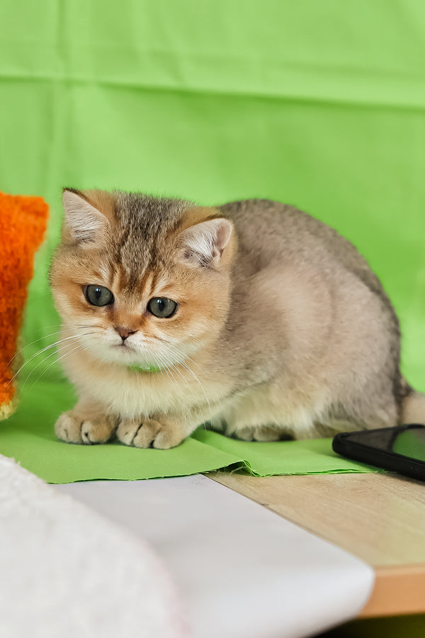 Goldie | British Shorthair Kitten